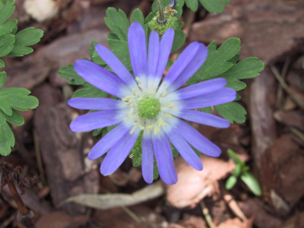 Anemone blanda Blaue Toene 03.jpg